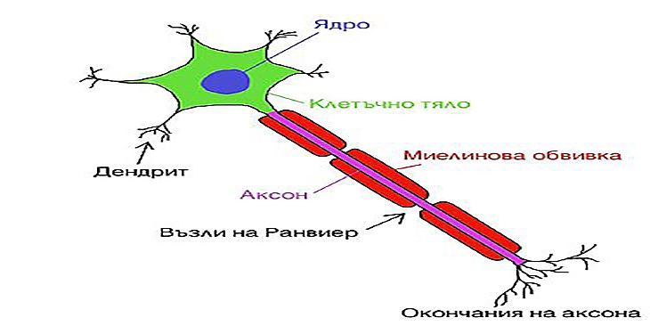 Нервните клетки се състоят от: звездовидно тяло, съдържащо клетъчното ядро; множество къси израстъци, наречени дендрити; и един дълъг израстък, наречен аксон.