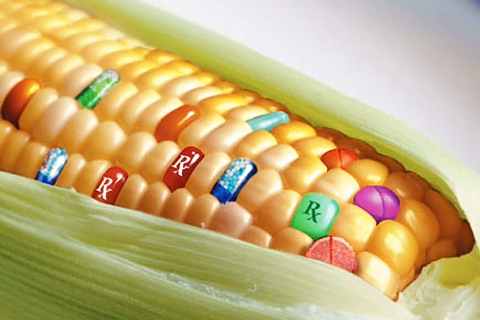 Детоксикация от ГМО и пестициди
