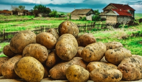 Зелените картофи са опасни за здравето