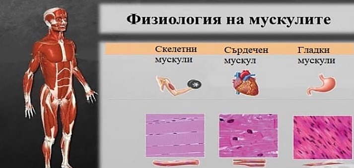 От какъв вид клетки основно е изграден бицепсът в човешкото тяло?