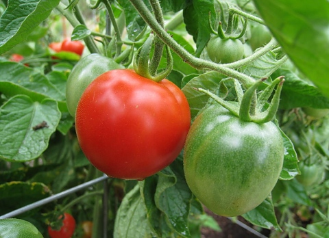 Как да зреят бързо доматите, чушките,патладжаните