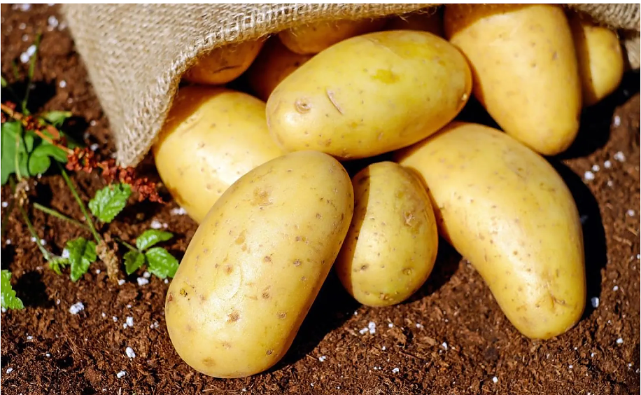 Как да изберем правилните картофи