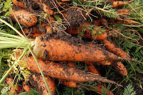 Подготовка на семена от моркови за сеитба