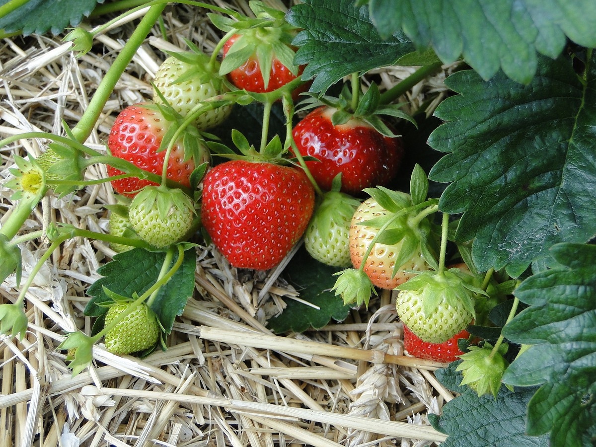 Засаждане на ягоди от различни сортове заедно
