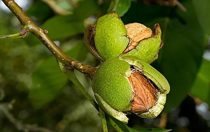 Орех - дървото на живота: Засаждане, отглеждане и грижи