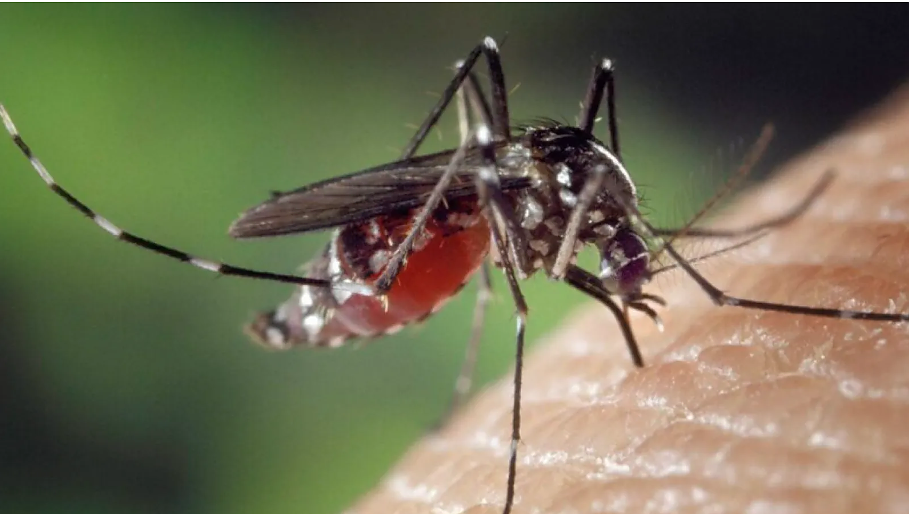 как да отървете от комарите на вилата