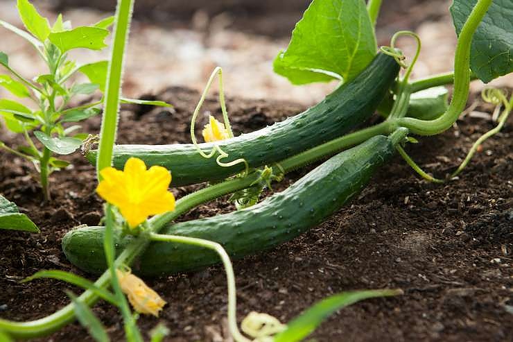 Как да отгледаме големи и сочни краставици