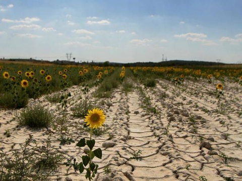 Световен ден за борба със сушата и настъпването на пустините
