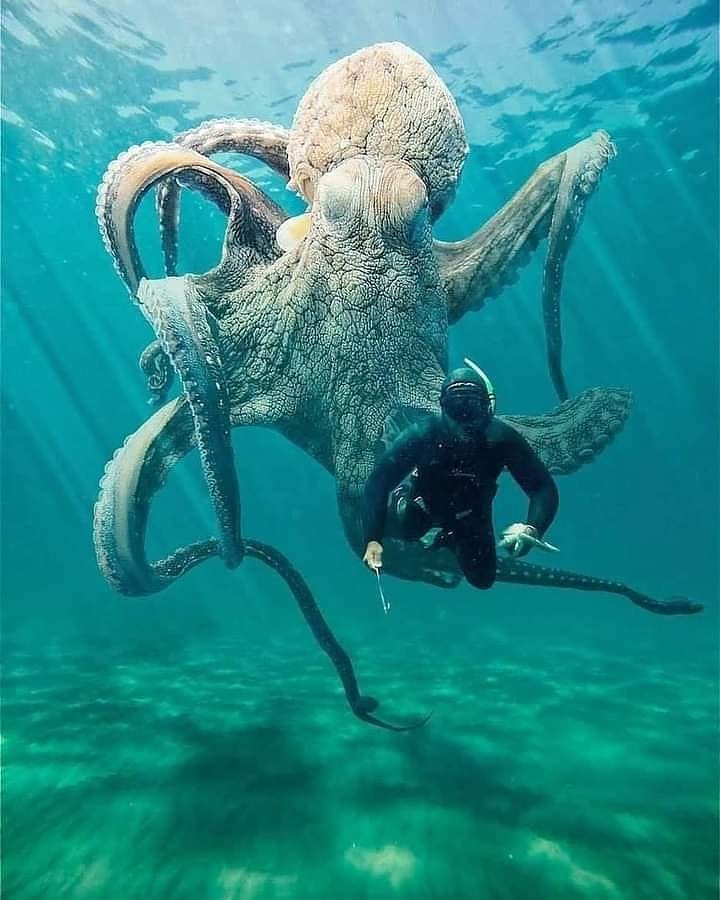 октоподите се самоунищожават след чифтосване