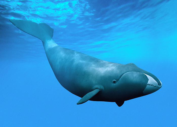 Гренландски китове са най-дълголетните бозайници в света.