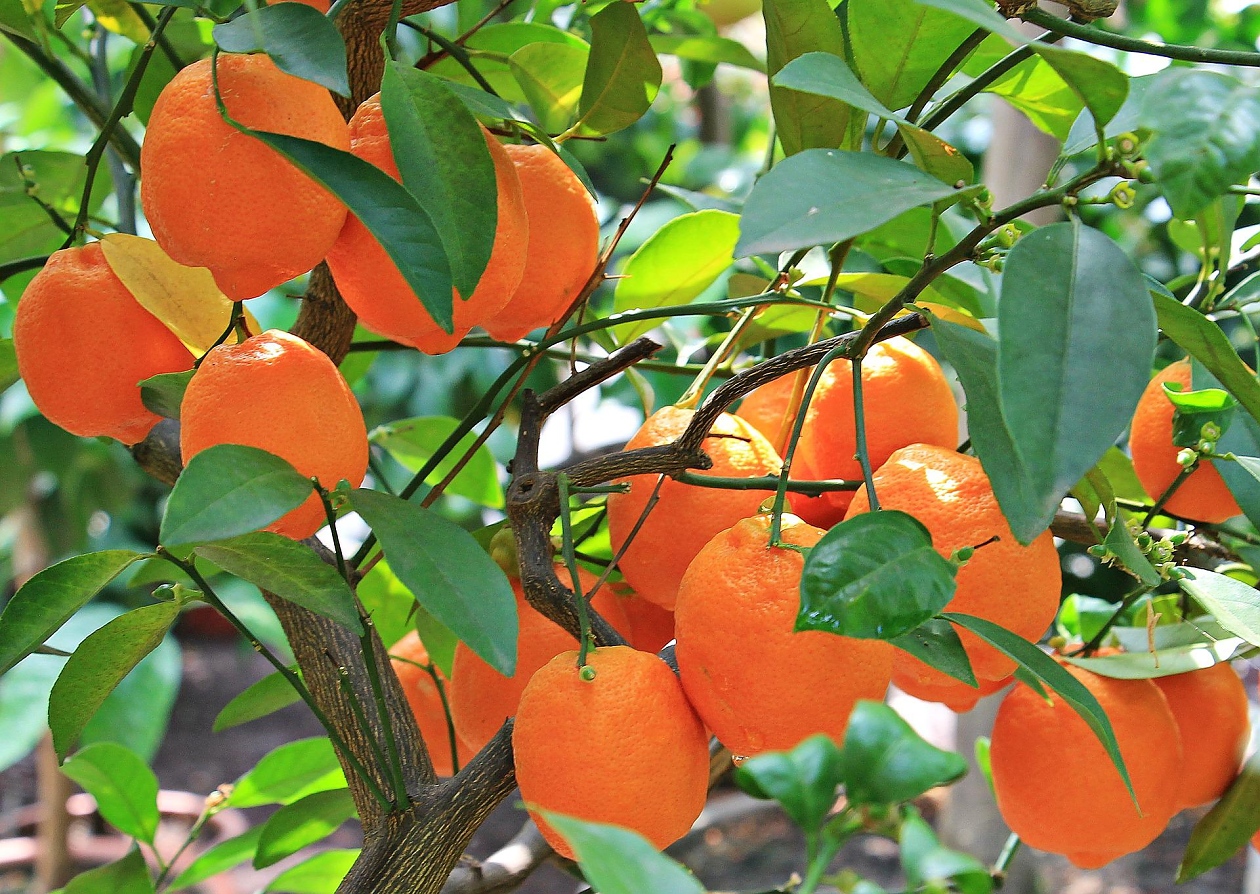 Безсемков портокал: От 1820 г. носи гените на мутирала овошка в бразилски манастир