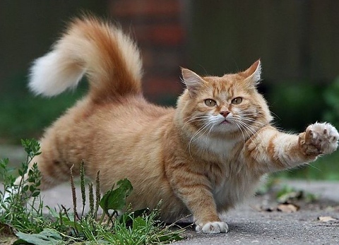 Коте клептоман