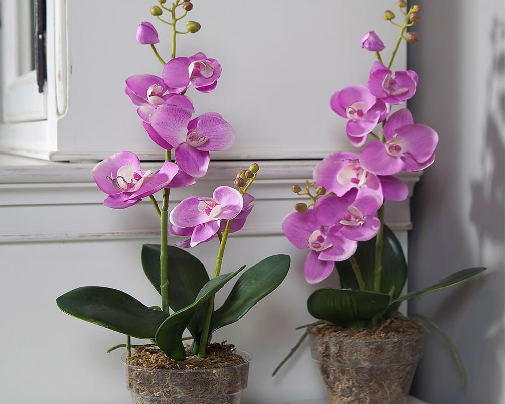 дължината на на цветоноса на орхидеите