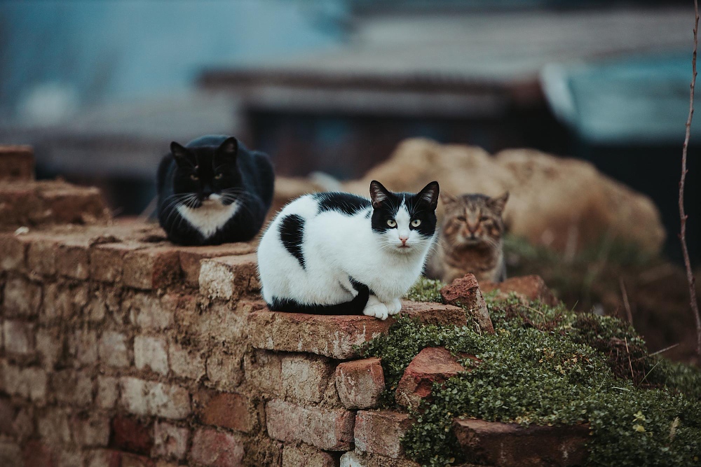 Котешкият остров