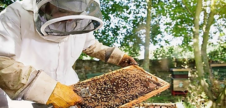 Свети Прокопий закриля пчелите и пчеларите