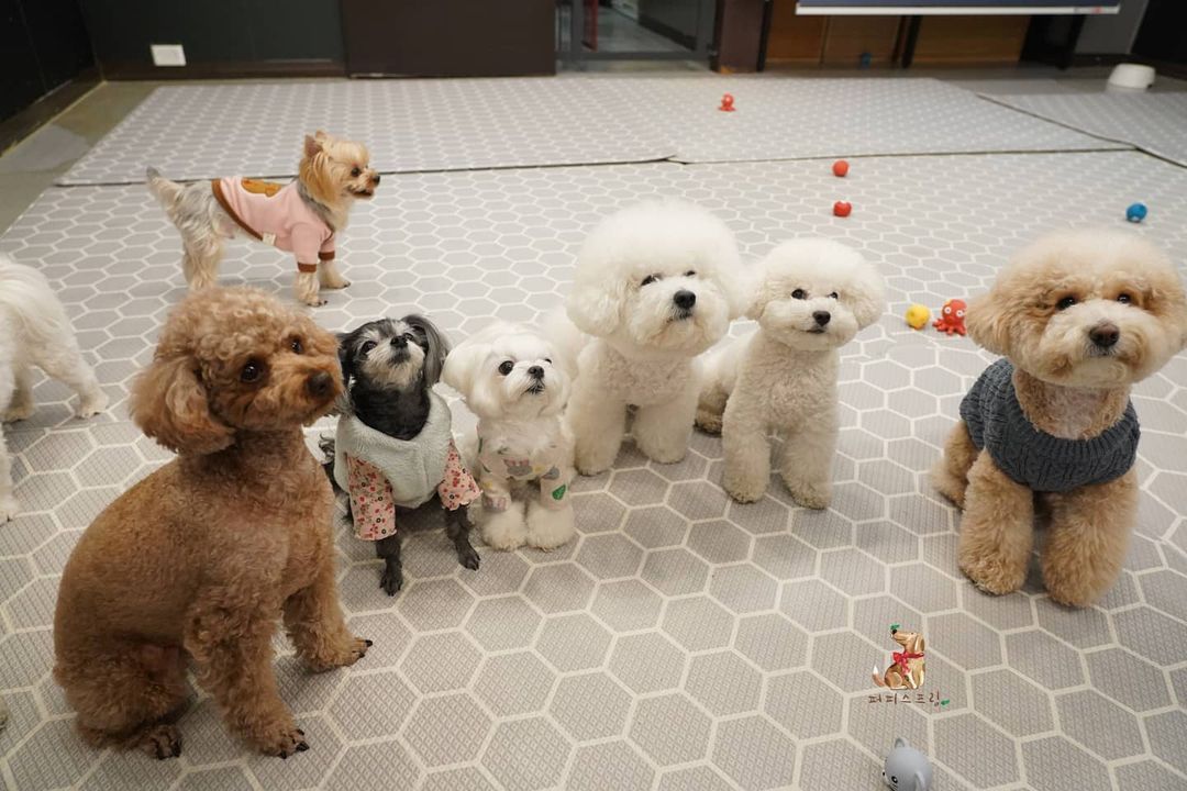 Детска градина за малки кученца Puppy Spring в Корея