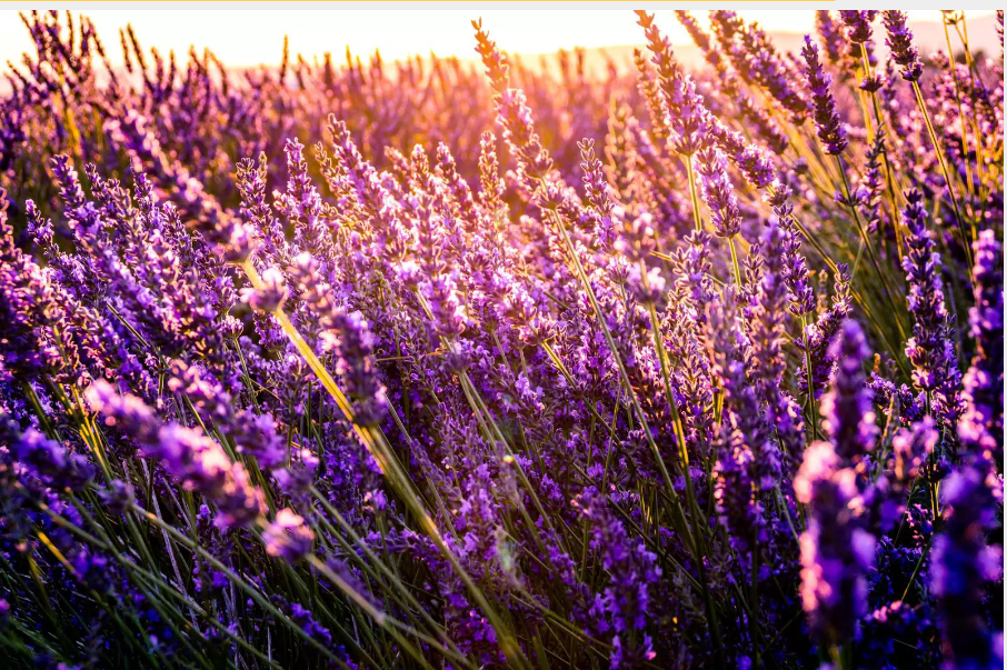 Етерично масло лавандула