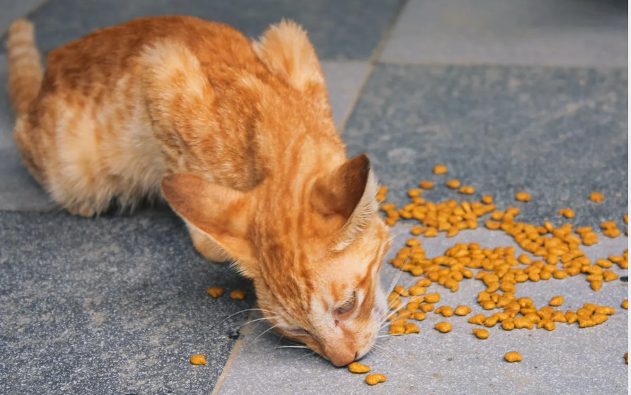 Любопитно за котките