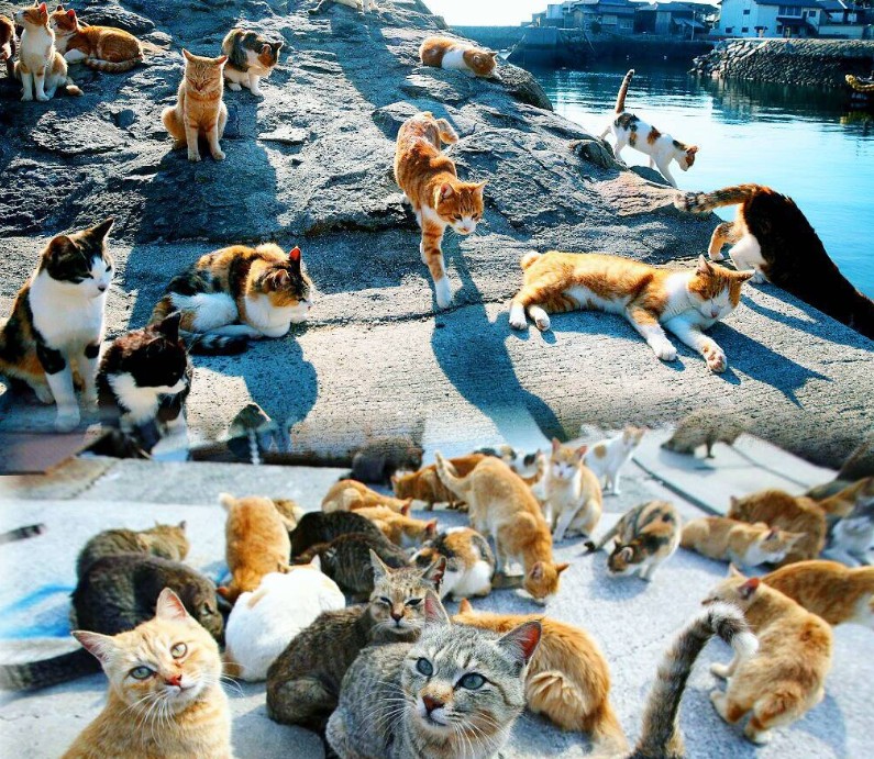 Котешкият остров