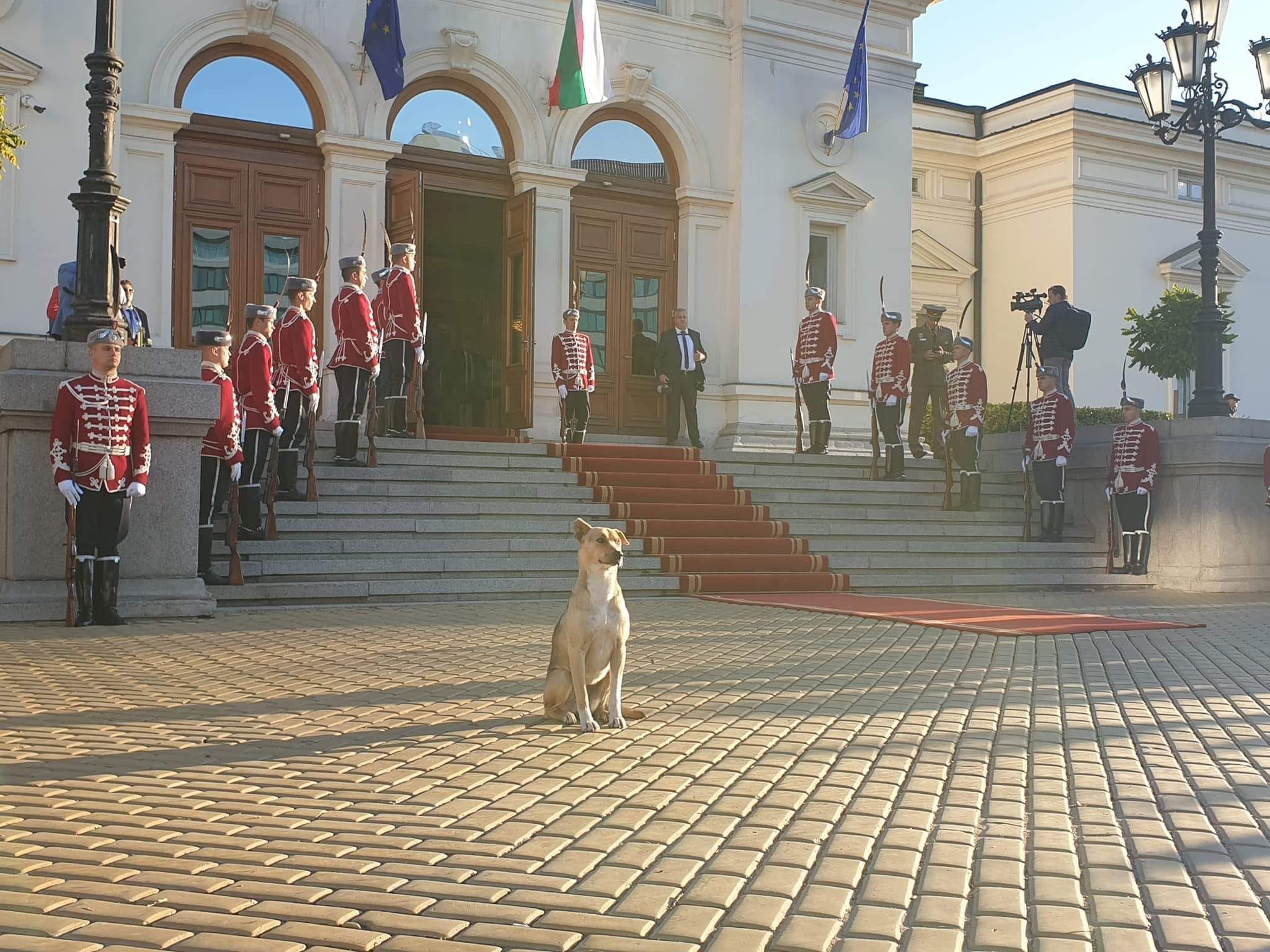 Бездомно куче Народно събрание