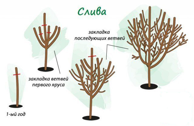 Пролетно подрязване на слива