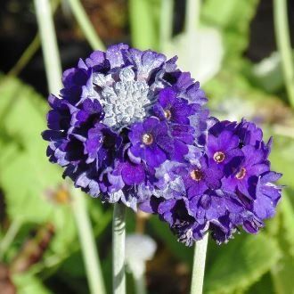 Primula capitata