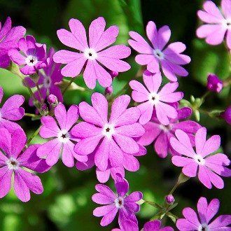 Primula cortusoides