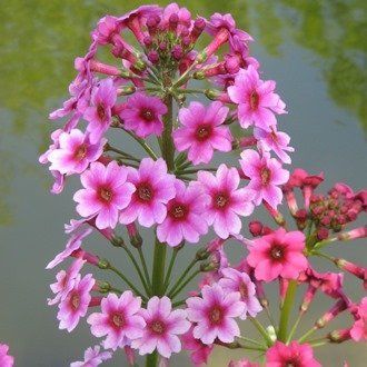 Primula japonica