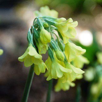 Primula sikkimensis