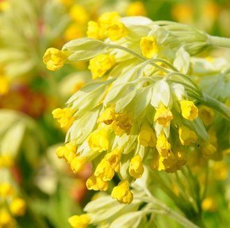 Primula veris