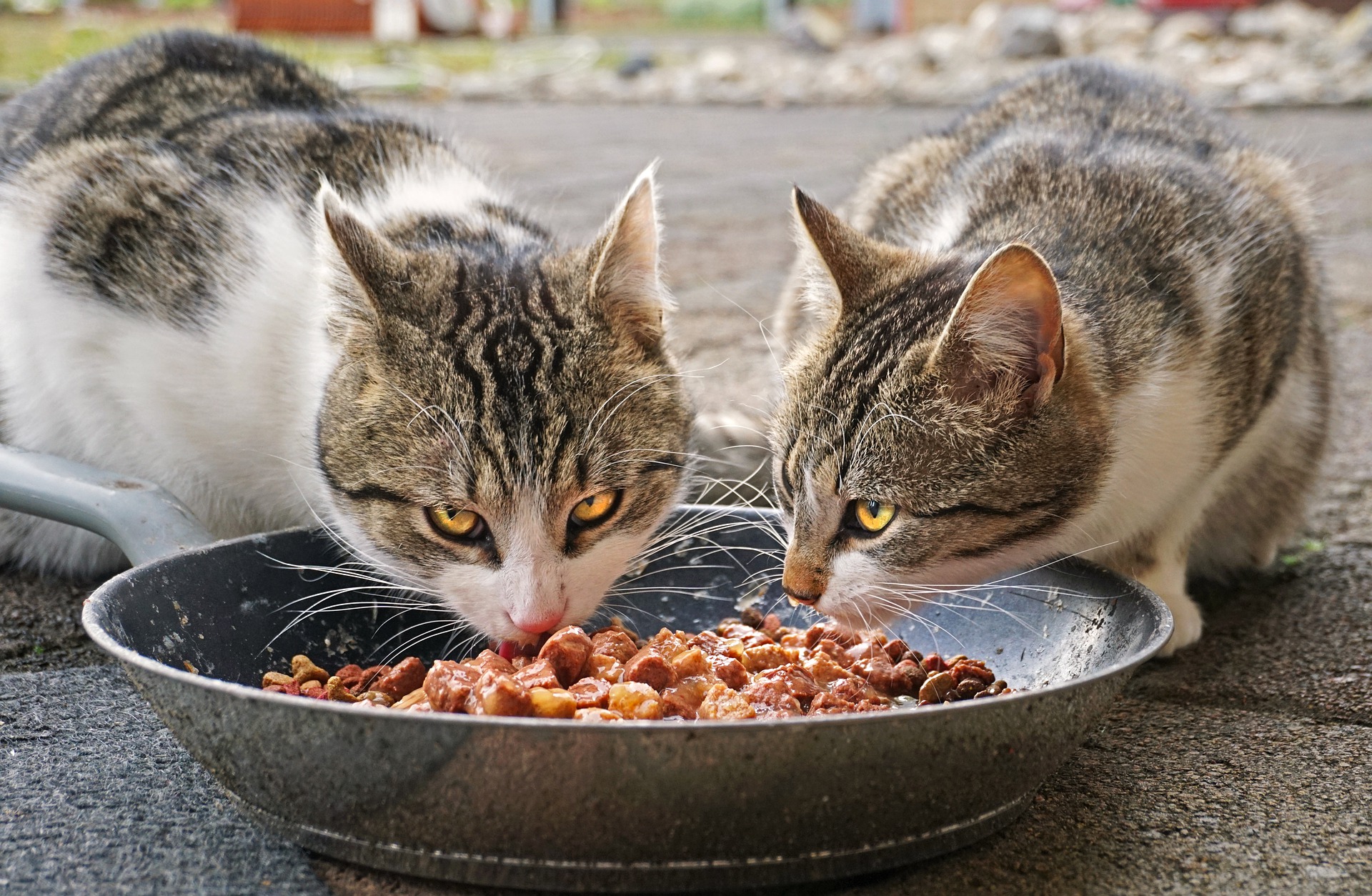 Хранене котка